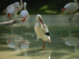 A European White Stork Wades with Chilean Flamingos in Shallow Pool