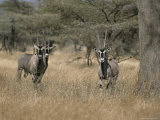 Buy Three Beisa Oryxes in Kenyas Samburu National Game Reserve at AllPosters.com