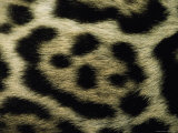 Close View of Jaguar Fur Markings