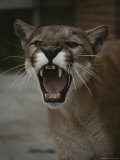 Close View of a Snarling Male Puma