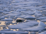 Blowhole of a Bowhead Whale Visible on the Surface of Icy Water