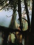 Buddhist Prayer Flags Hang in the Trees in Darjeeling