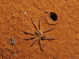Spider at Burrow Entrance on Sand Dune