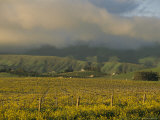 Vineyards in Late February, Edna Valley, California