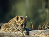 A Leopard Cub, Panthera Pardus, Explores its World