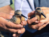 Red Knot Sandpipers