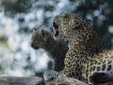 A Female Leopard, Panthera Pardus, and Her Cub Rest in the Shade