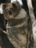 A Koala Bear Clinging to a Tree Trunk