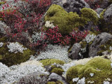 Buy View of Boulders Covered with Moss and Lichen at AllPosters.com