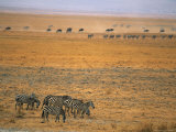 Buy Grazing Zebras and Wildebeest on the Serengeti Plain at AllPosters.com