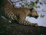 Male Leopard Sharpens his Claws on a Tree Trunk