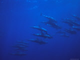 A Pod of Melon-Headed Whales Swimming Underwater