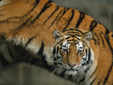 A Pair of Siberian Tigers Rest Together in an Enclosure