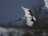 A Pair of Japanese or Red-Crowned Cranes Coming in for a Landing