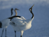 A Japanese or Red Crowned Crane Lifts its Head to Give a Mating Call. Japanese Cranes Mate for Life