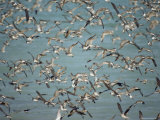 A Flock of Sandpipers and Godwits Fly over the Ocean Near Broome