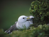 A Red-Legged Kittiwake and Her Chick Shelter on a Rocky Cliffside