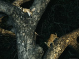 Leopard Cub in a Tree with the Carcass of a Duiker