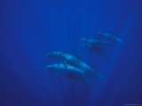 A Pod of Melon-Headed Whales Swimming Underwater
