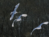 A Trio of Japanese or Red-Crowned Cranes Coming in for a Landing