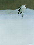 A Japanese or Red Crowned Crane Preens its Feathers