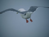 A Red-Legged Kittiwake in Flight