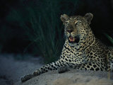 Portrait of a Male Leopard