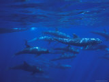A Pod of Melon-Headed Whales Swimming Underwater
