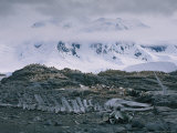 Penguins Crowd the Rocks Near a Bleached out Whale Skeleton