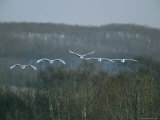 A Flock of Japanese or Red-Crowned Cranes in Flight