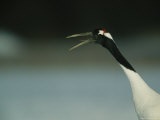 A Japanese or Red Crowned Crane Gives a Mating Call, Japanese Cranes Mate for Life