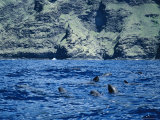 A Pod of Melon-Headed Whales off the Coast of Nuku Hiva Island