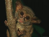 Buy A Tarsier Eating an Insect in a Tree at AllPosters.com