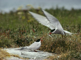 An Arctic Tern Gives Food to a Prospective Mate in a Courtship Ritual