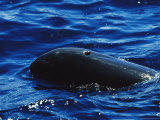 A Close View of the Blow Hole of a Melon-Headed Whale