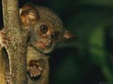 Buy A Tarsier Eating an Insect in a Tree at AllPosters.com