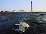 A Dead Tern Lies on a Rocky Shoreline Near a Lighthouse