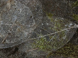 Buy Close View of Delicate Pacific Madrone Leaf Skeletons at AllPosters.com