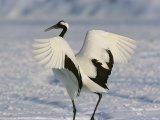 A Japanese or Red Crowned Crane Spreads its Wings in a Dance Display