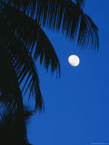Buy Palm Tree Silhouetted against the Sky at Moonset at AllPosters.com