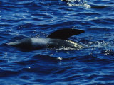 A Melon-Headed Whale Rolling on its Side in the Water
