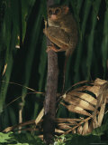 Buy A Tarsier Clinging to a Tree Branch at AllPosters.com
