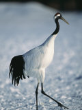 A Japanese or Red Crowned Crane at Akan Crane Sanctuary