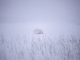 View of Arctic Fox (Alopex Lagopus) in its Winter Pelt Curled up in the Snow