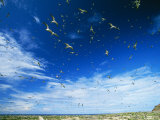 Sooty Terns in Flight over Their Rookery