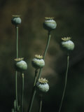 Poppies Growing in the Sierra Madre Occidental Mountains