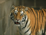 A Siberian Tiger Wanders in its Outdoor Enclosure