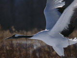 A Japanese or Red-Crowned Crane in Flight