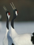 A Pair of Japanese or Red Crowned Cranes Give a Mating Call, Japanese Cranes Mate for Life