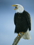 Buy A Bald Eagle Vocalizing from a Treetop Perch at AllPosters.com